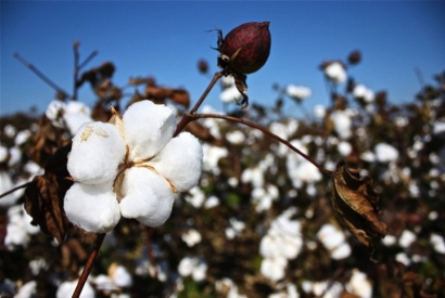 Le coton : retour aux sources